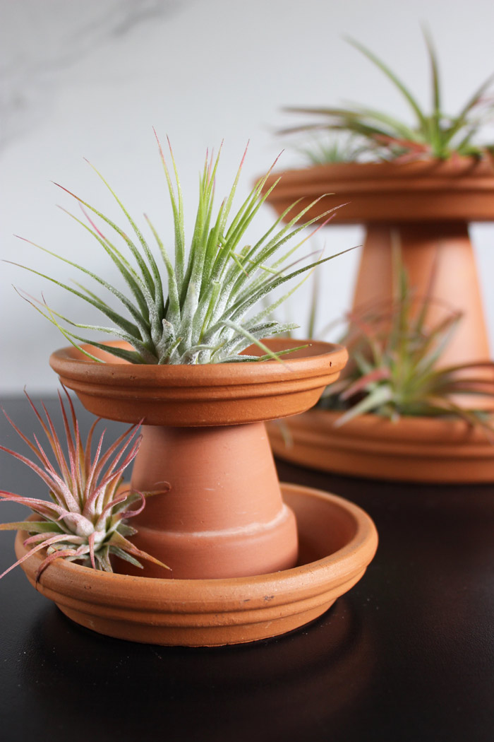 5 Minute DIY Air Plant Planter Poppytalk