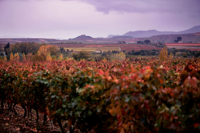 Museo Vivanco Cultura Vino