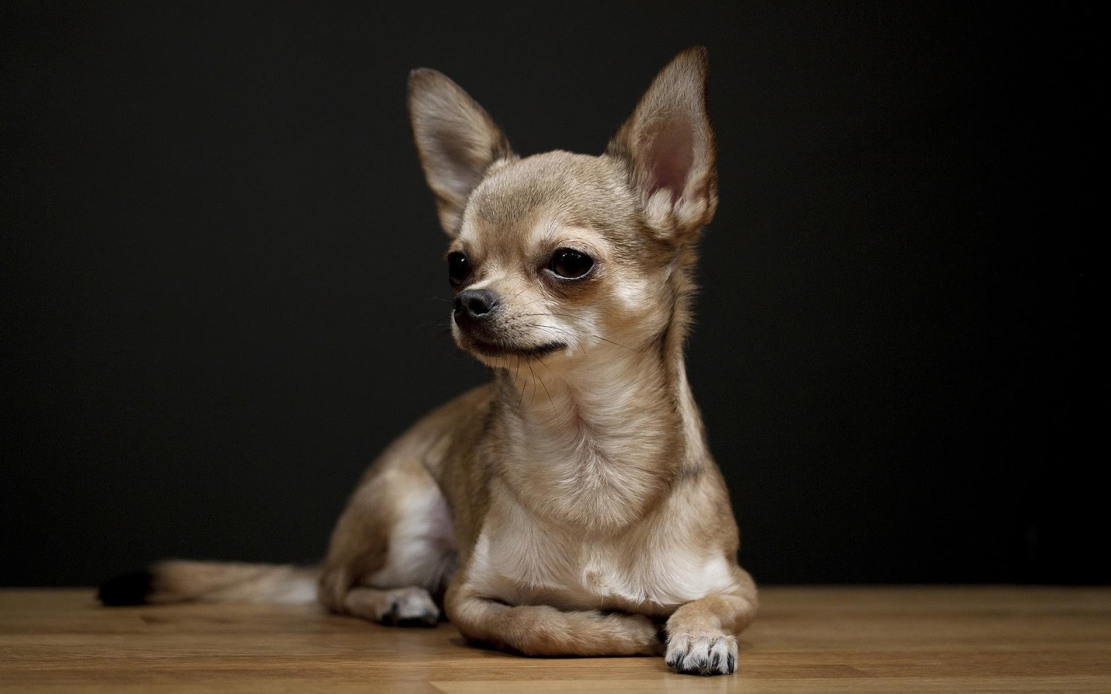 Chihuahua - Breed Profile | Australian Dog Lover