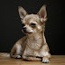 Chihuahua - Breed Profile