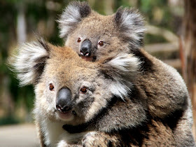 koala animals biggest kingdom
