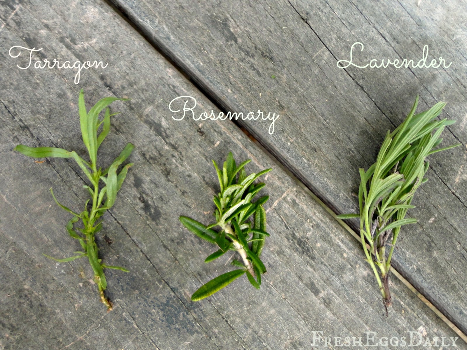 Do you Know your Culinary Herbs? Herb Identification Chart + Benefits