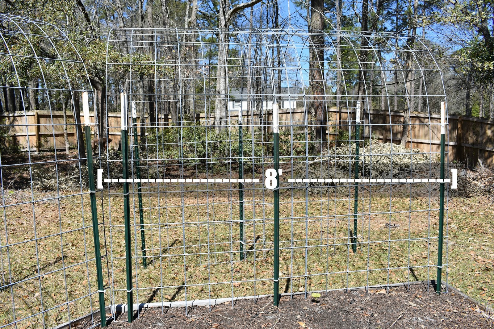 DIY Cattle Panel Arbor Trellis