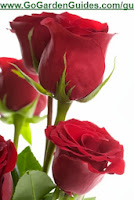 Bouquet of Red Roses High Quality Picture