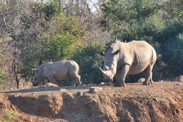 Rinocerontes blancos en Hlane National Park