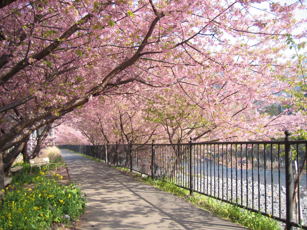 Sakura Blossom Wallpaper Hq Wallpaperholic