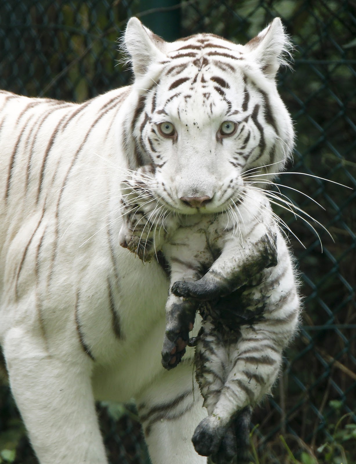 White Tiger