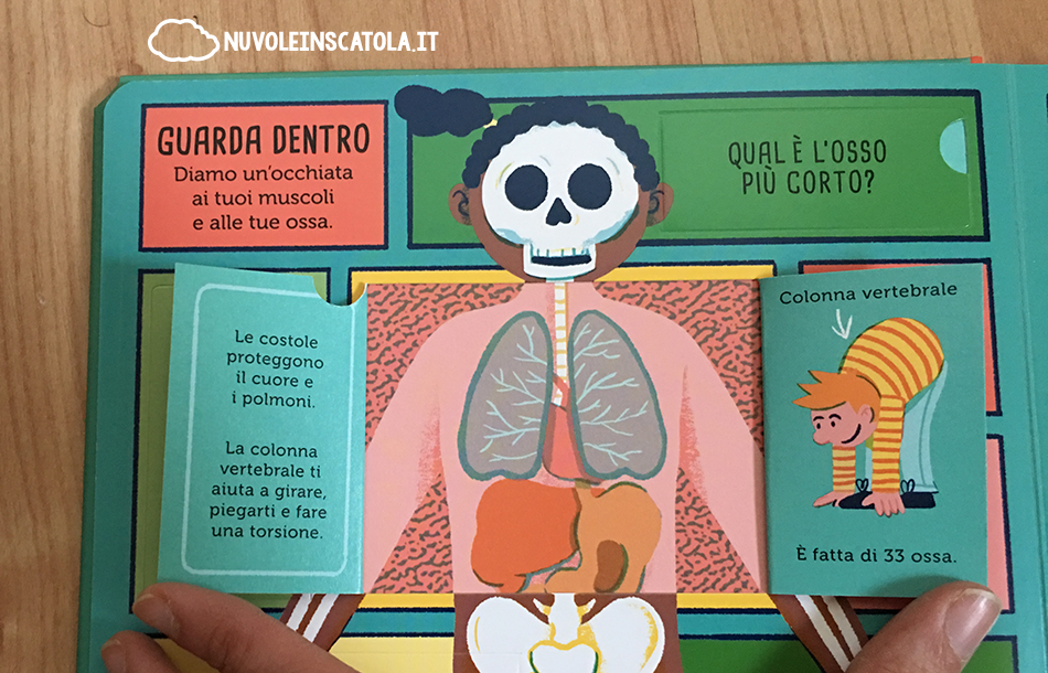L Osso Più Corto Del Corpo Umano