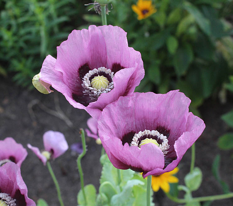 A Leafy Indulgence A Tale of Two Poppies