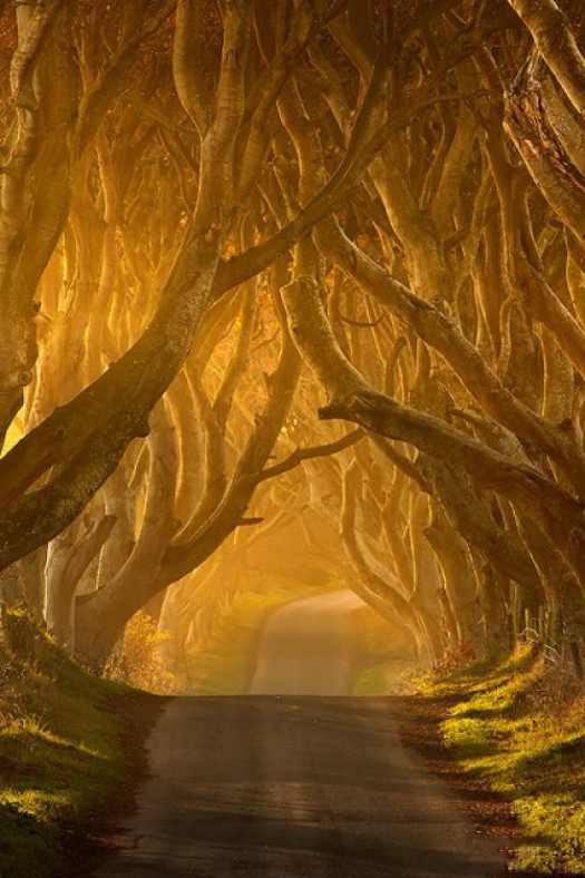 Amazing World & Fun: Beautiful Tree Tunnels