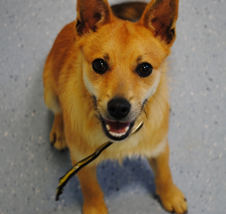 Dogs Trust Ireland Cruel Abandonment of Terrier Shocks Dogs Trust Staff