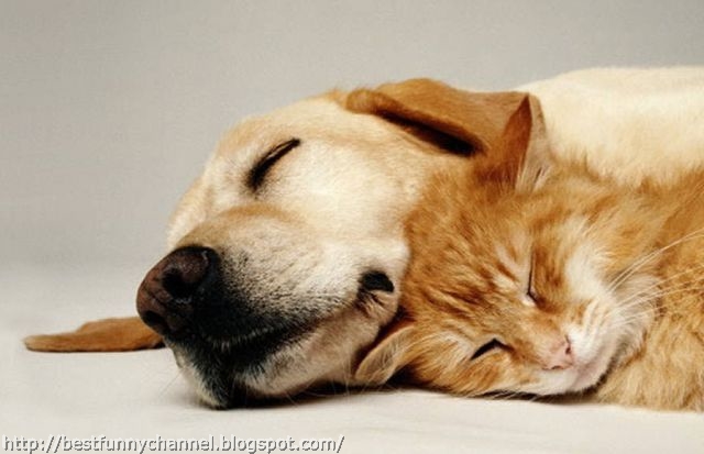Cat and dog sleeping.