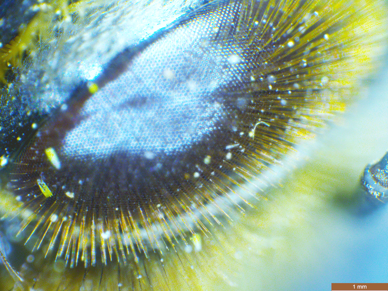 Giovanni's Blog Bee's Anatomy eyes, wings, hair, pollen, feet