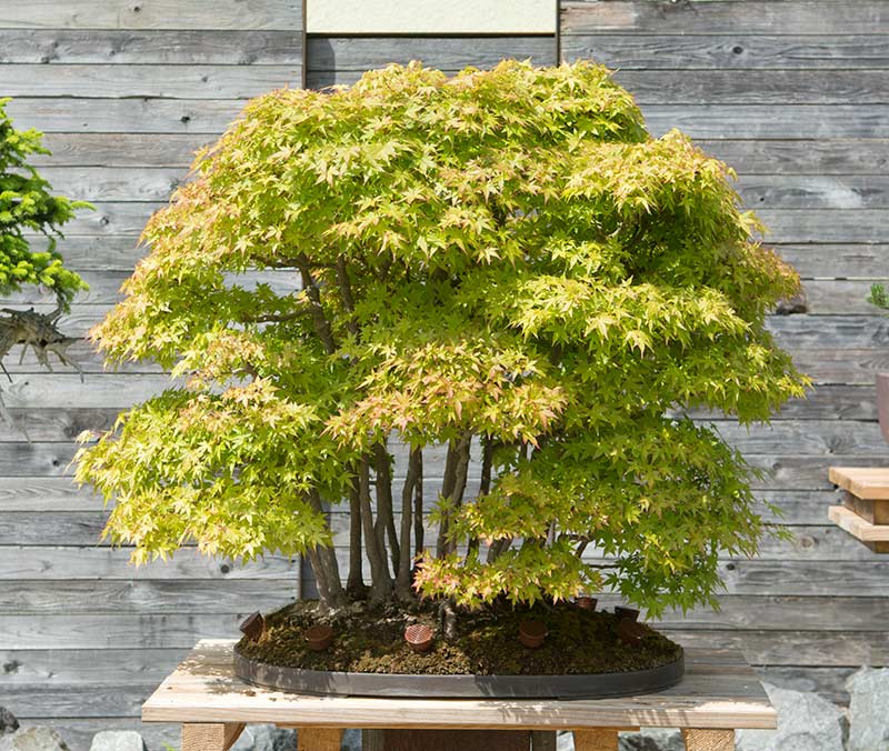 Walter Pall Bonsai Adventures Some Trees At Minoru Bonsai