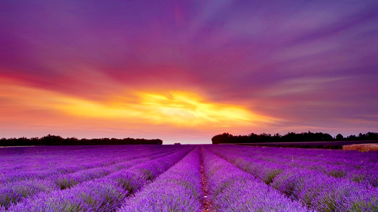 TOP 100 Hình nền hoa đẹp cho điện thoại 2020 71  Nature iphone  wallpaper Lavender Plants