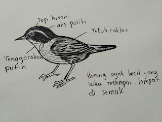 Cara Membuat Sketsa Burung Info Pendidikan Dan Biologi