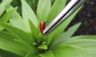 How can you get rid of red lily beetle?