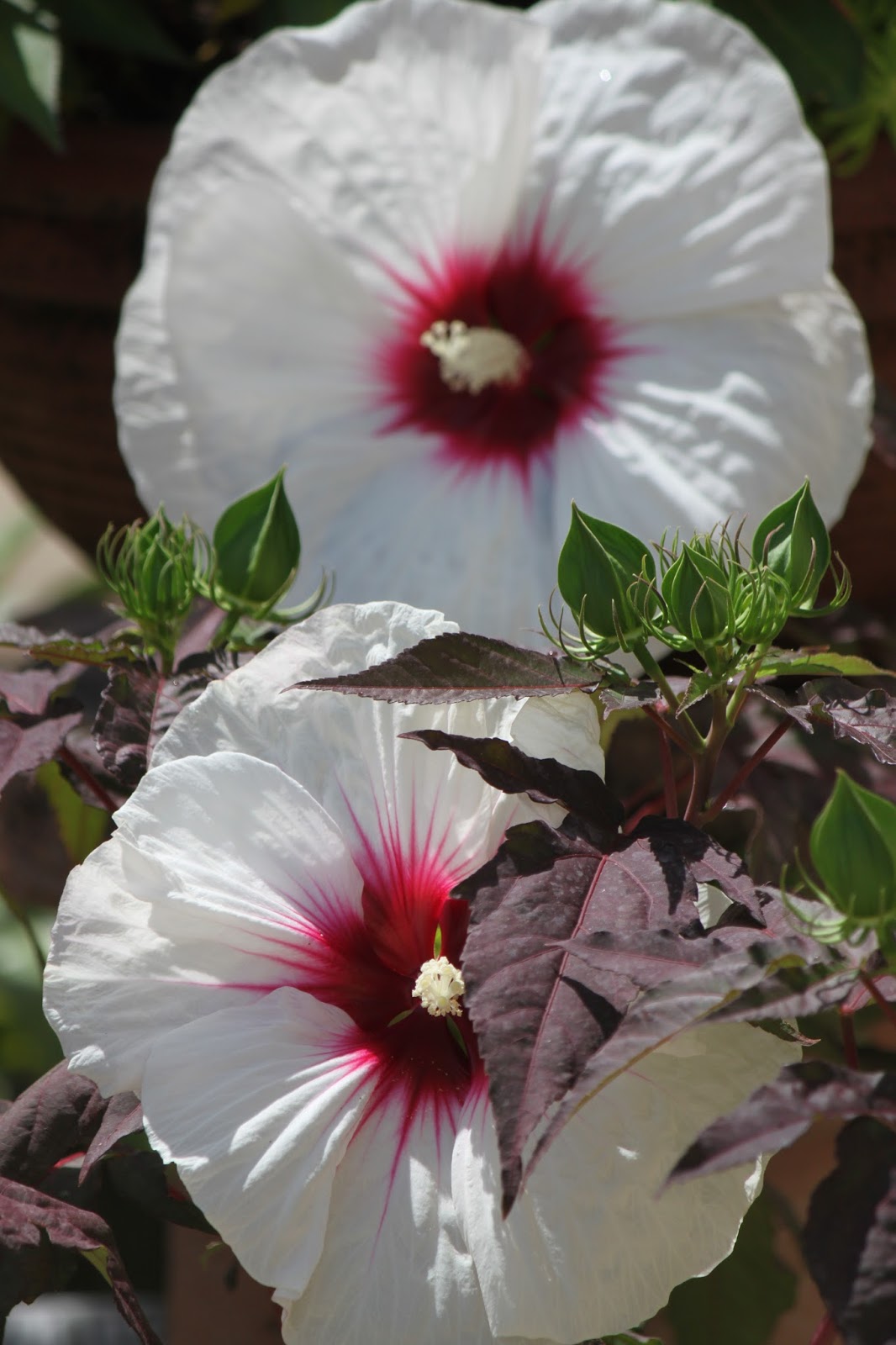Savannah's Secret Gardens Perennial Hibiscus "Mocha Moon"
