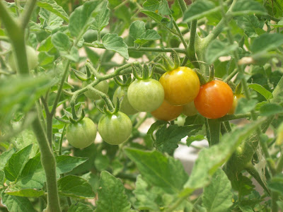 Gardening-4-Life: Gardening in North Texas