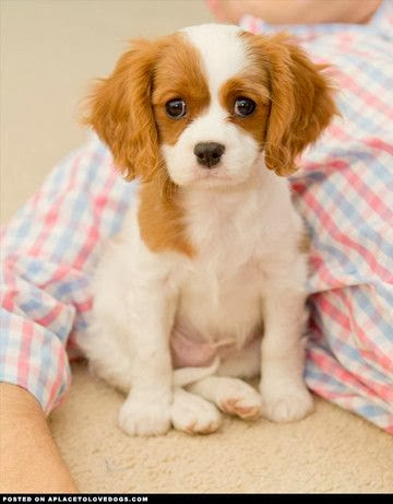 http://cutepuppyanddog.blogspot.com/