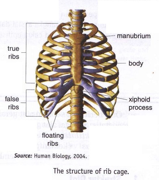 Classification Of Axial Skeleton And Apendicular Skeleton New Science