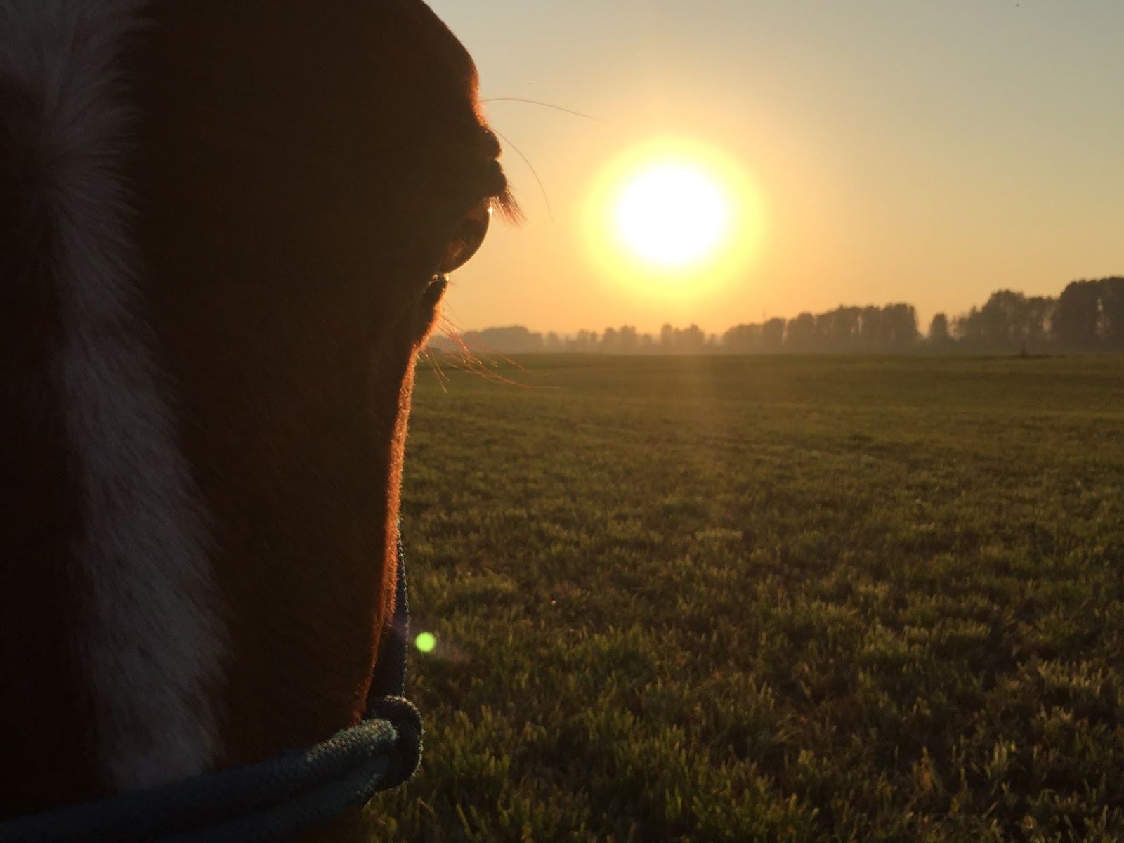 Adventures of a Horse Crazed Mind A Wee Hitch in my Giddy Up