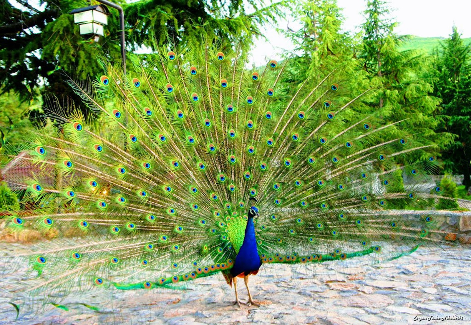 Burung Merak - Burung