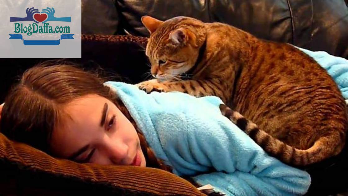 Kucing memijat Kenapa kucing suka Memijat Menggunakan Telapak Tangan