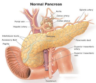 PANKREAS KANSERİ PANKREAS KANSERİ