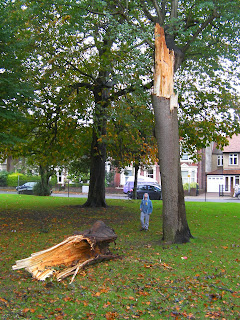 fallen tree log after october 2013 storm