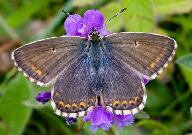 Female Chalkhill Blue