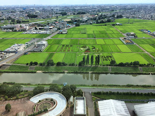 こしがや田んぼアート２０１４南越谷阿波踊り（7/20の様子）