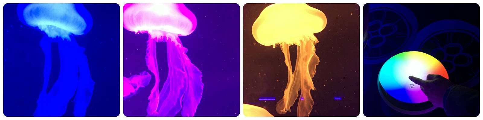 Jellyfish! The new attraction at SeaLife London Aquarium #review
