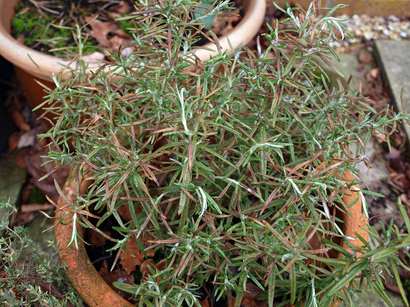 Mark�s Veg Plot Ends and beginnings