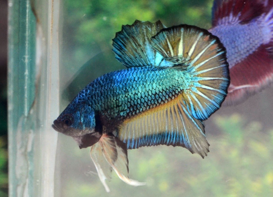 HMPK376 Mustard Gas Dragon Plakat ! Betta 138