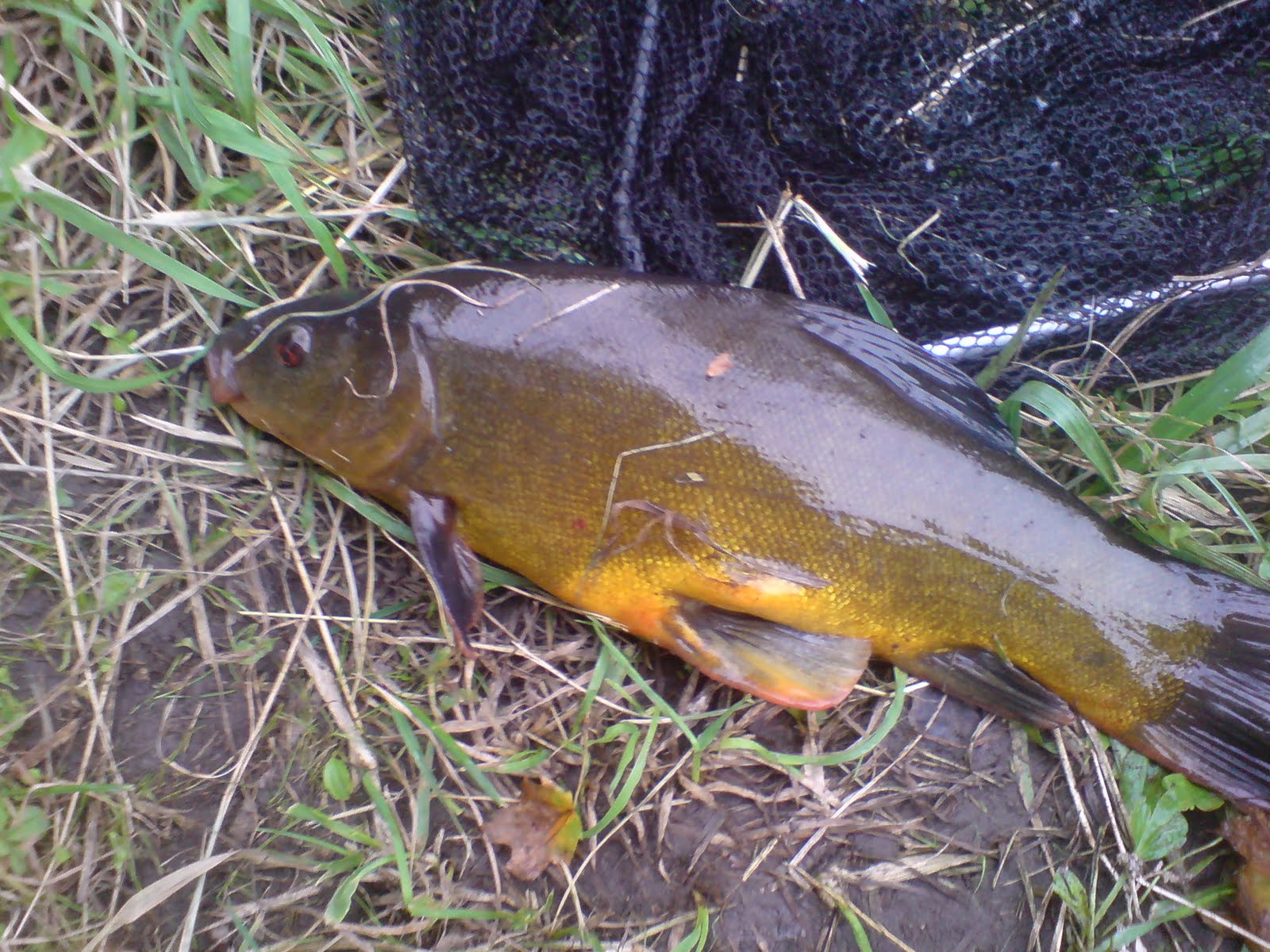 Tobias Hoffmann´s Angelblog Schleie Spezial Angeltricks