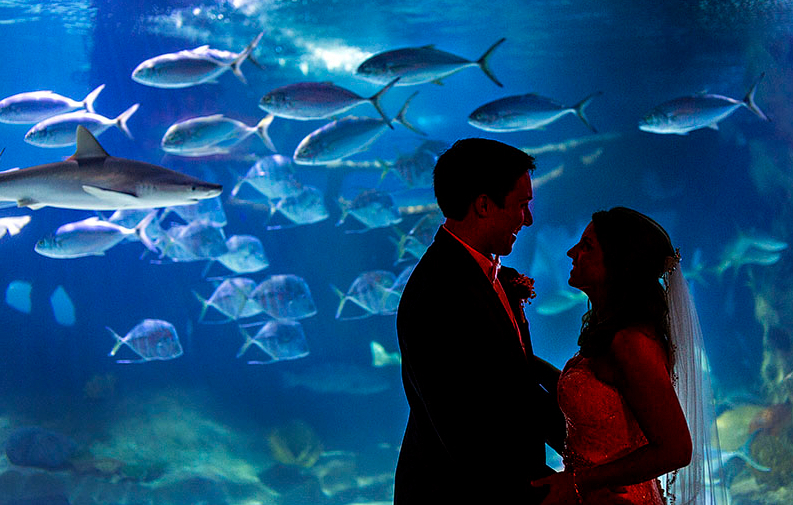 Greater Cleveland Aquarium Wedding Venue Greater Cleveland Aquarium Wedding Venue