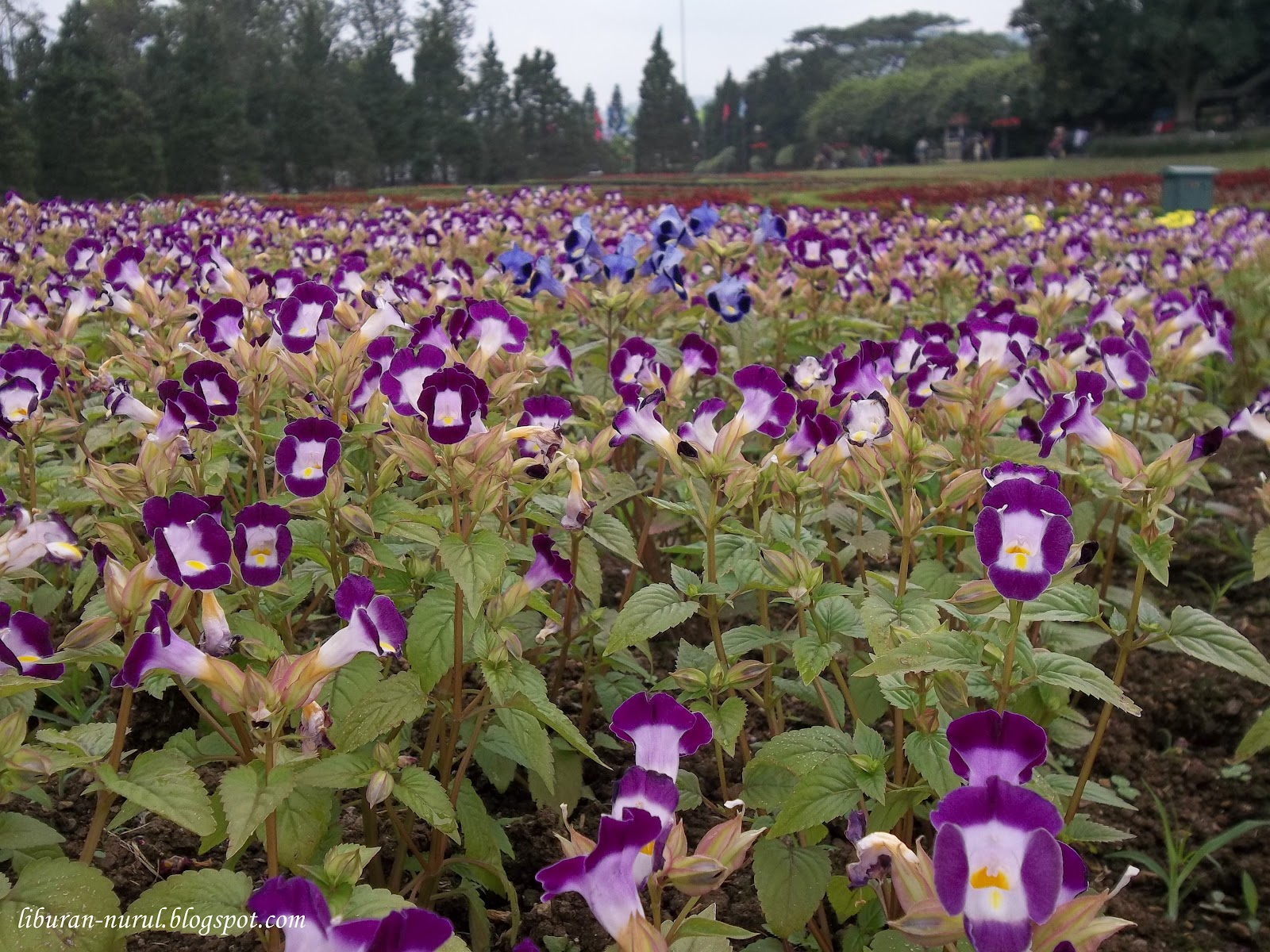 Melancong Yuk Taman  Bunga  Nusantara