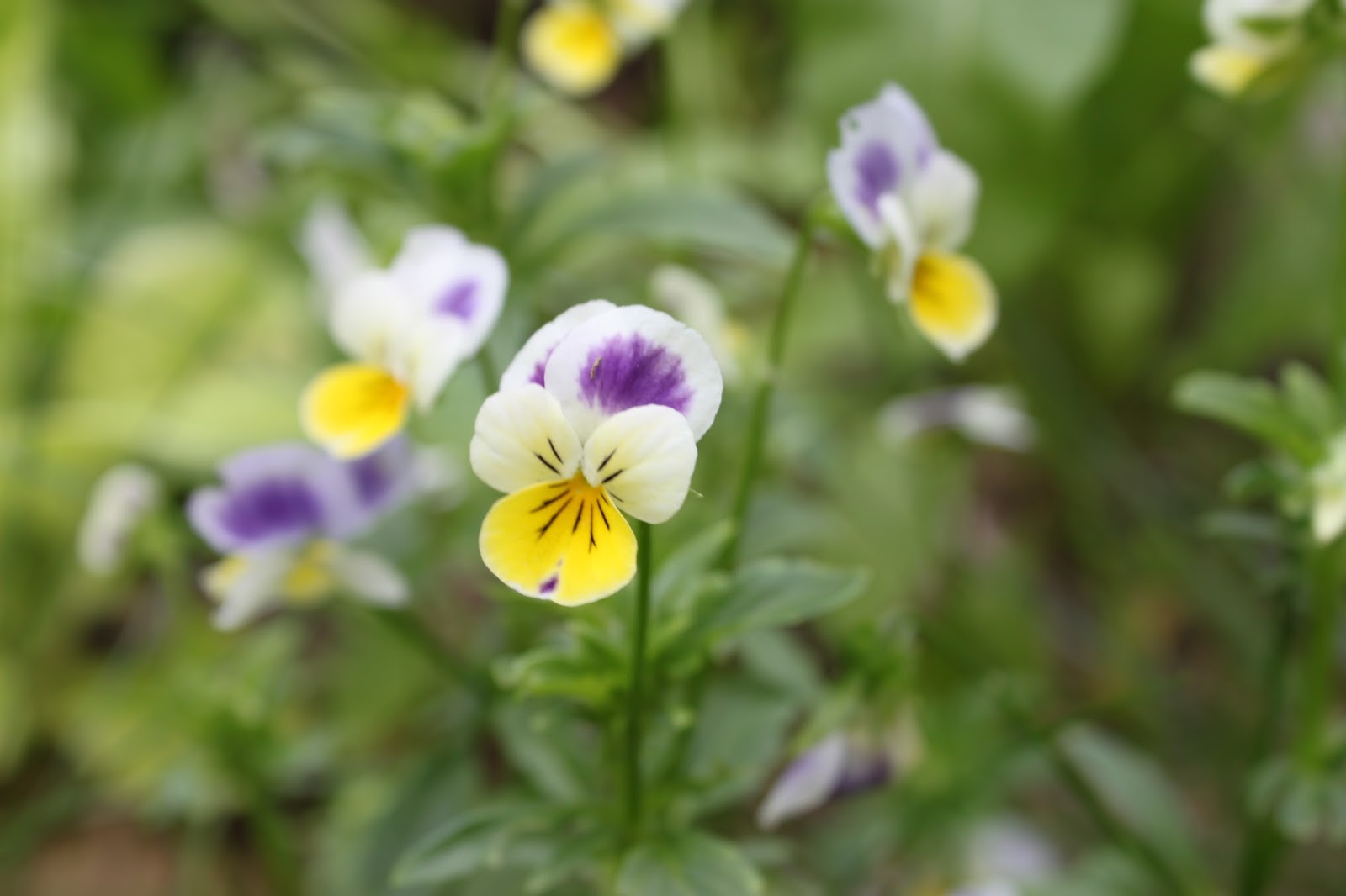 Simpson Eco Farms Edible Flowers ( Pansy's + Johny jump ups + viola