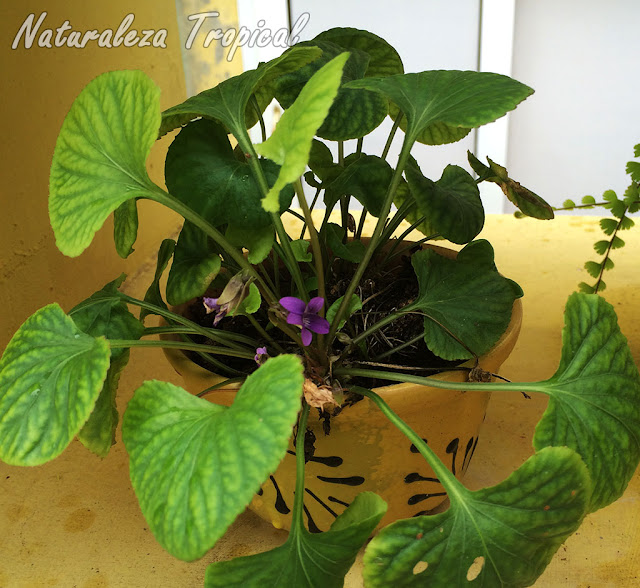 Planta del género Viola