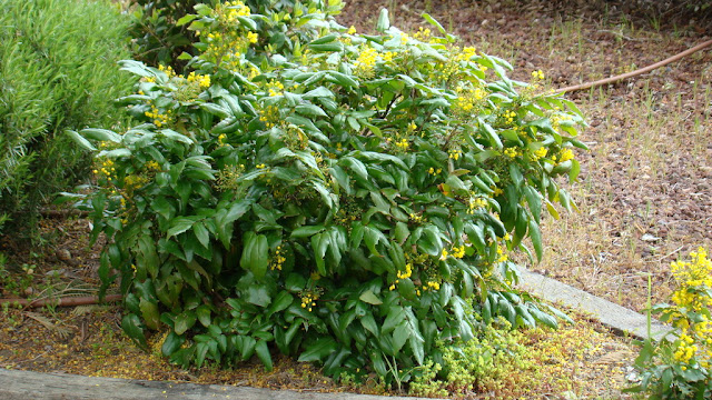 Mahonia o uvas de Oregón (Mahonia aquifolium (Pursh) Nutt.).