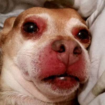 chihuahua with swollen face