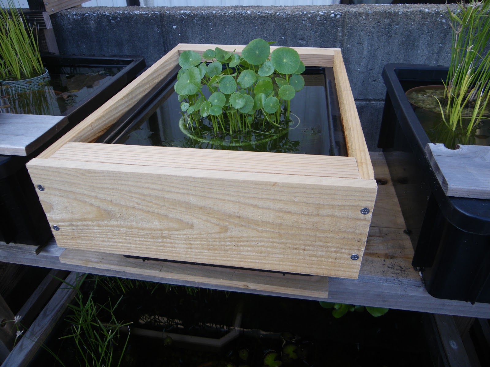 専用】 メダカ NVボックス22 +木枠+網付き蓋+オーバーフロー付