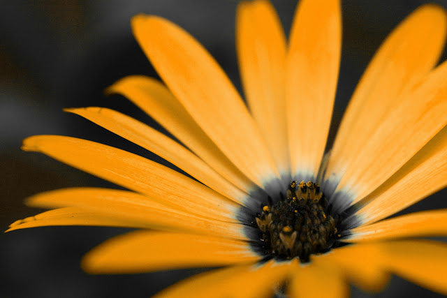 african daisy