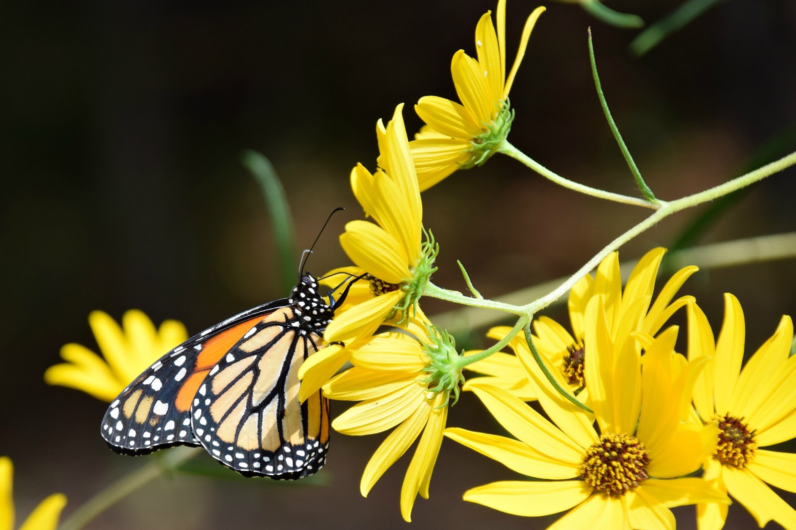Using Native Plants Fall Nectar Plants for Monarch Butterflies