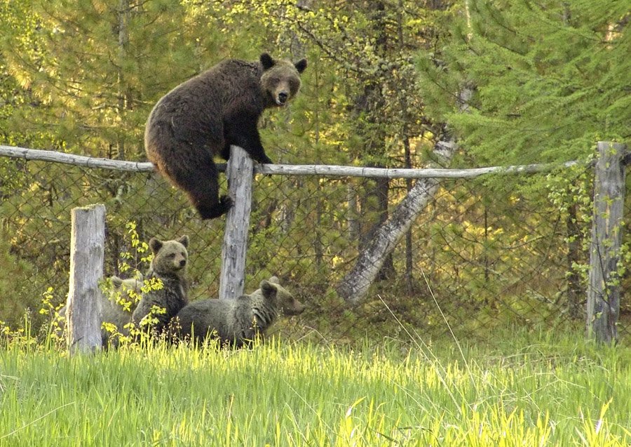 Медведи в подмосковье. Баргузинский заповедник медведь. Медведь в огороде. Медведь в деревне. Медведи на территории России.