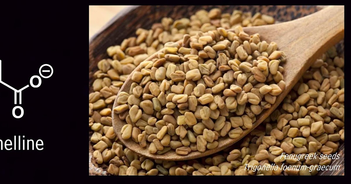 Plants Are Chemists March phytochemicals fenugreek and 'maple syrup