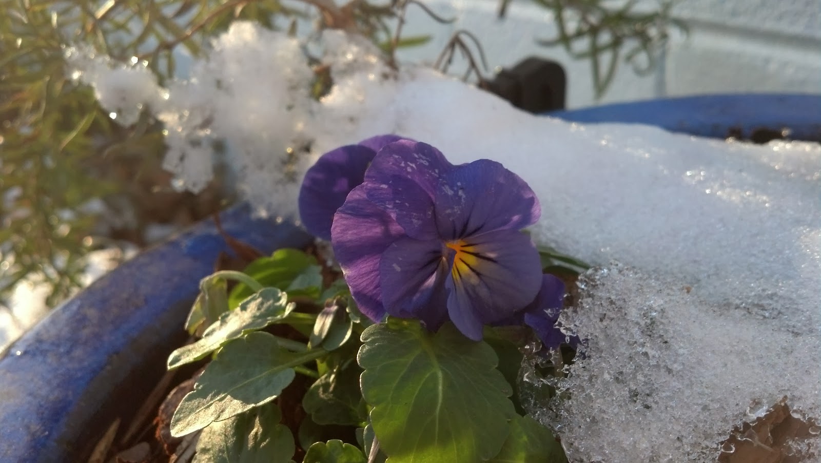 CottageInTheCourt Pansies In Winter You Can Grow That!