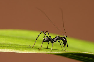 Cricket that looks very much like a black ant.