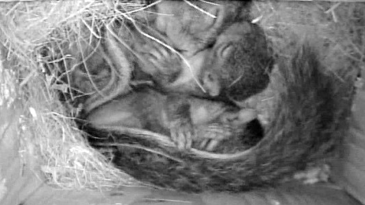 Mother Squirrel With Two Babies In Nest